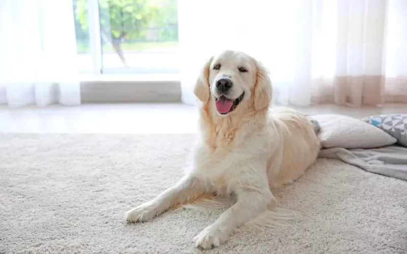 How to Eliminate Pet Stains from the Carpet?