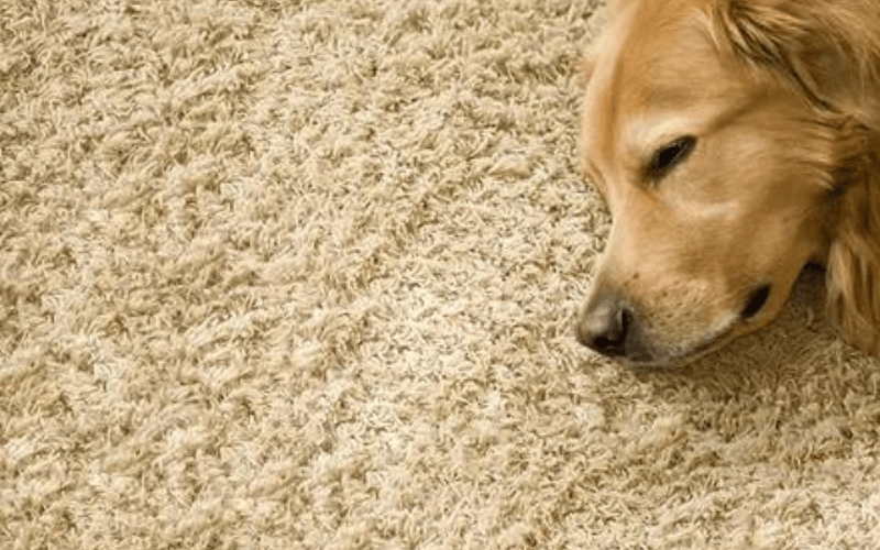 How to Remove Pet Odor from Carpets?